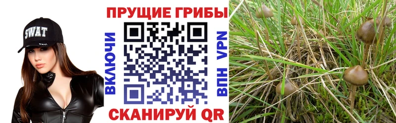 Псилоцибиновые грибы мицелий  где найти   Себеж 